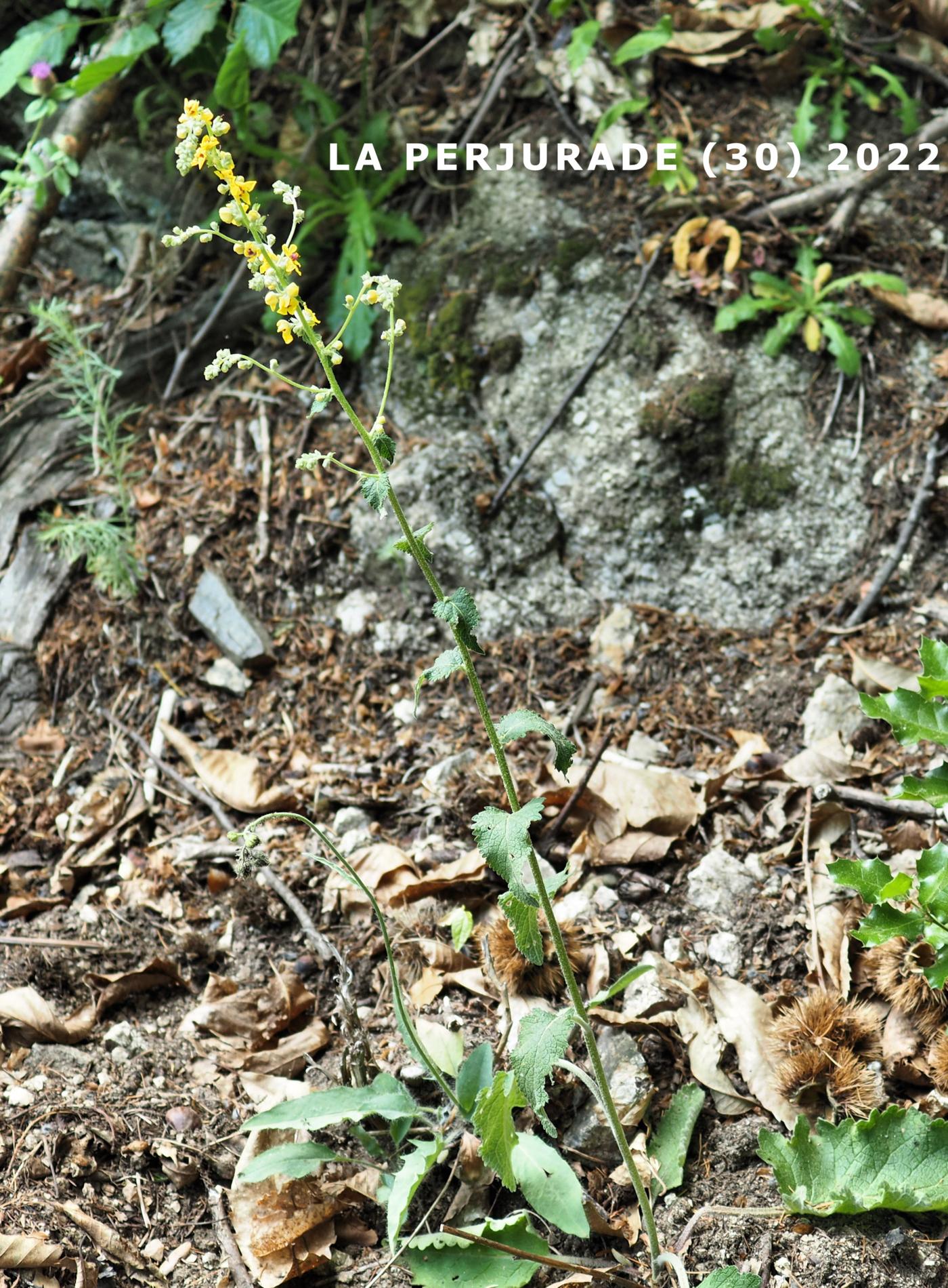 Mullein, Branched plant